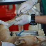 Waarom dierenarts Houten jouw beste keuze is voor huisdierverzorging